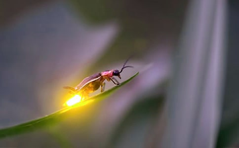 梦见萤火虫在地上