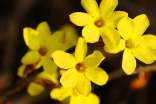 迎春花随笔