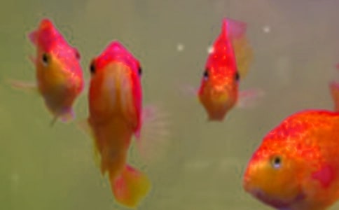 梦见鱼苗