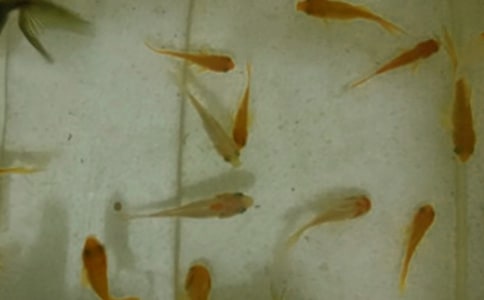 梦见好多小鱼苗