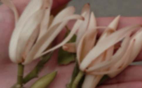 孕妇梦见玉兰花