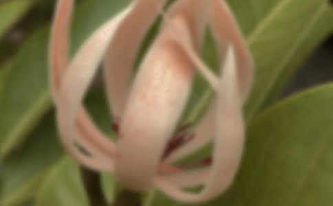 梦见白玉兰、白色玉兰花