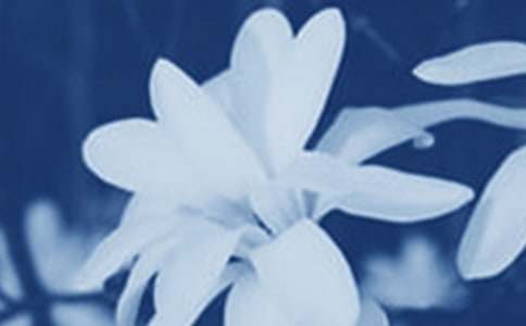梦见白玉兰花