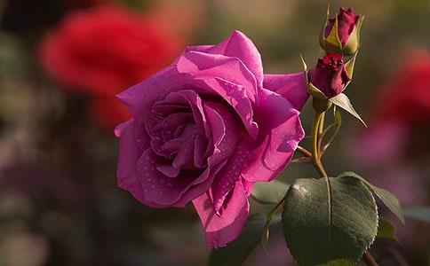 �μ��¼���