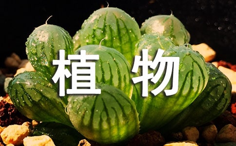 家有准妈妈,怎样养植物?