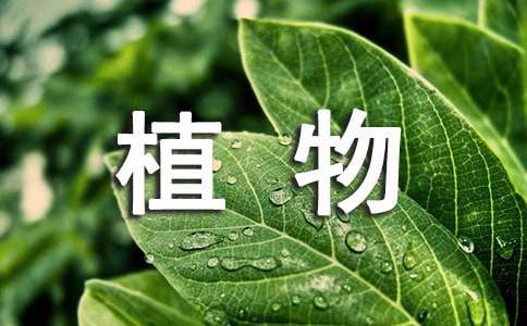 【荐】梦见好多植物