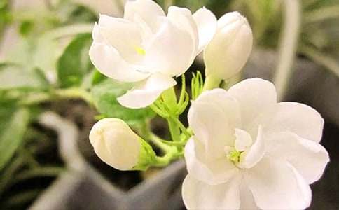 梦见茉莉花海