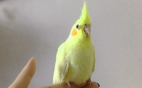 (精)梦见鹦鹉
