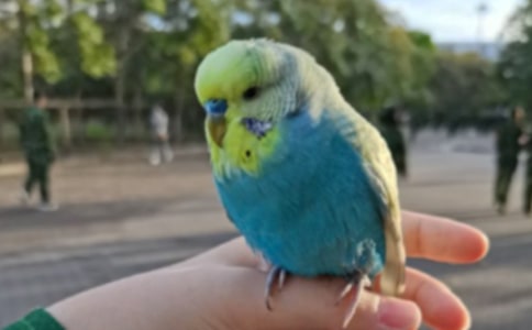 梦见鹦鹉在说话
