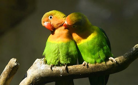 �μ��������ˣ�����