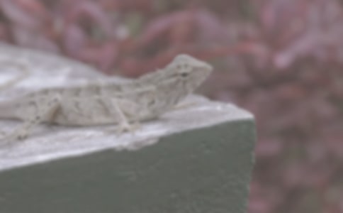 梦见蛇被蜥蜴吃了