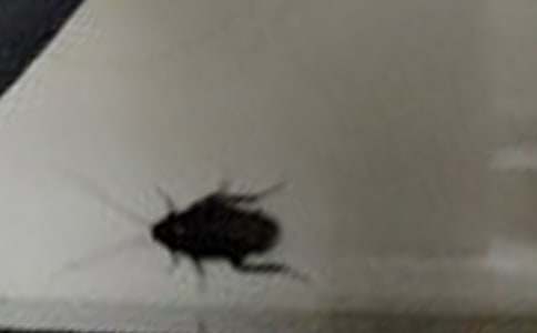 �μ��Լ����������
