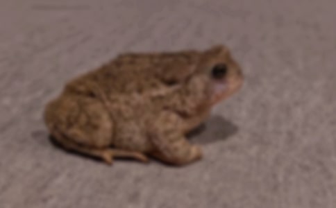�μ���ɫ���