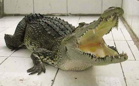 梦见水潭有鳄鱼