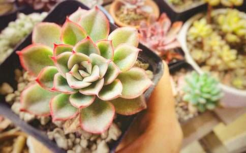 梦见一大片多肉地