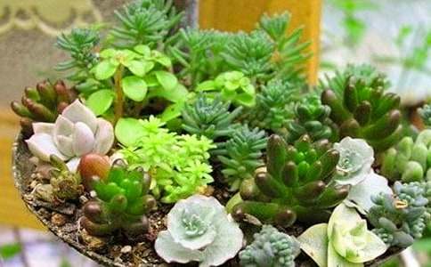 孕妇梦见好多肉