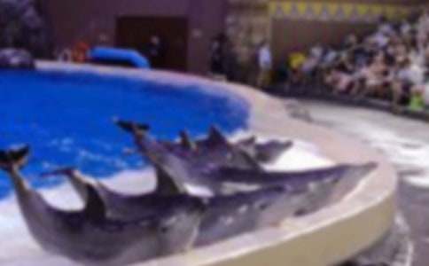 梦见海豚在水里游