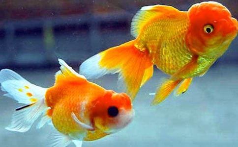 http://www.92nx.com/jiemeng/197043.html