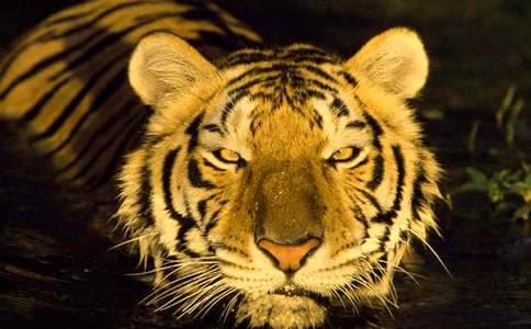 �����μ��ϻ�