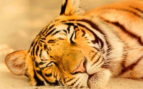 梦见两只小老虎