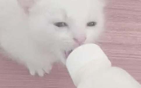 �Ȳ���������ι�̷ۺò���