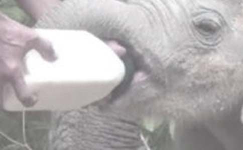 Ӥ������ʹ����ι����