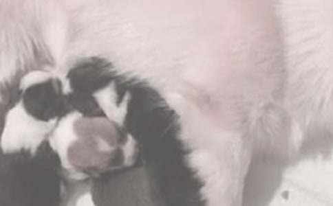 �μ��Լ���Ů������ι��