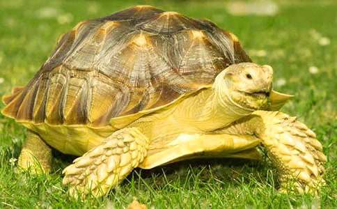 梦见自己杀死乌龟