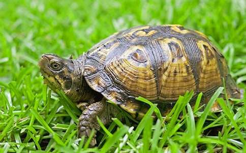 孕妇梦见两只乌龟