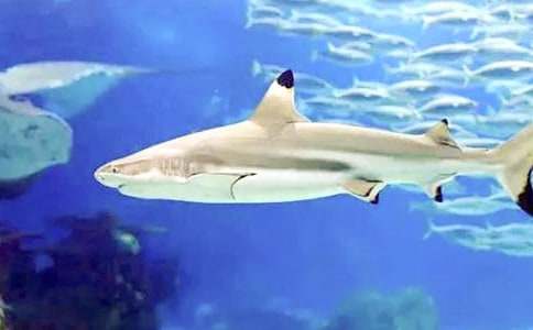 �μ�����